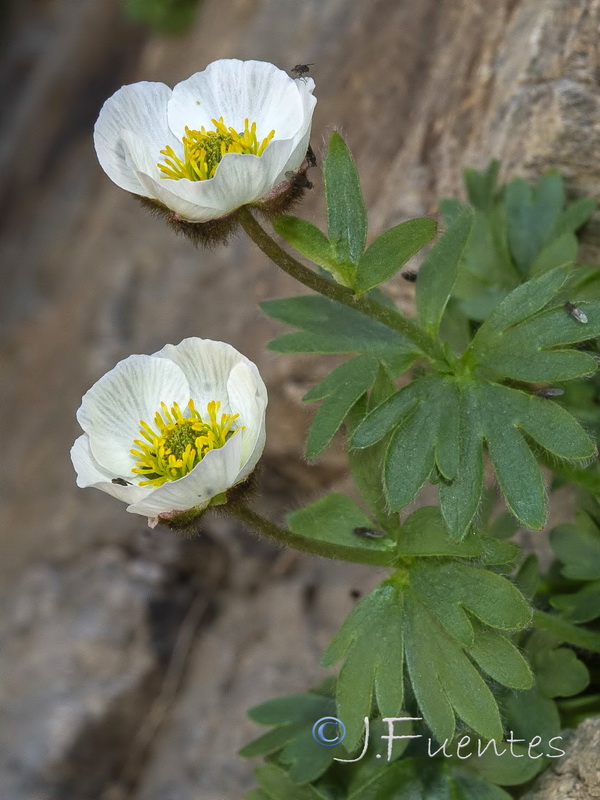 Ranunculus glacialis.23