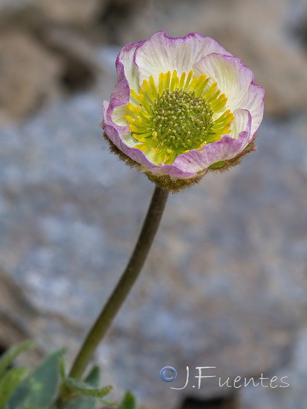 Ranunculus glacialis.24