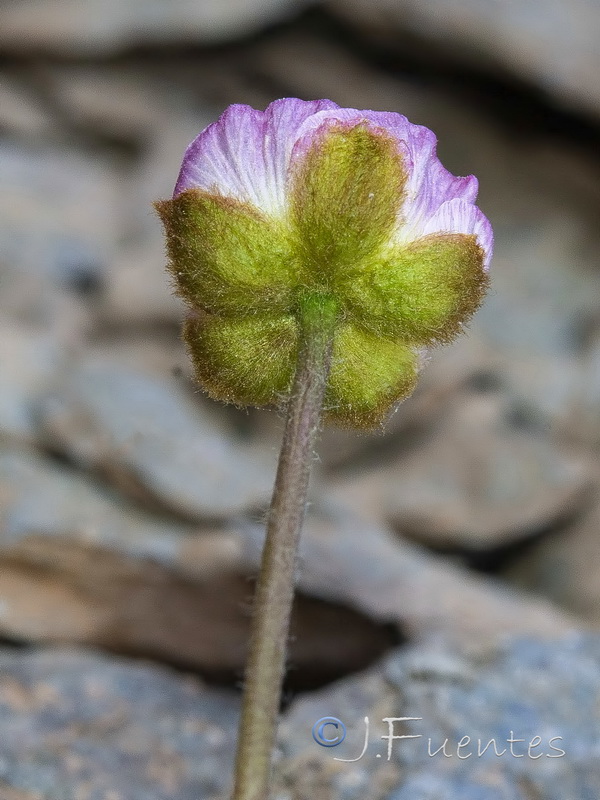Ranunculus glacialis.25