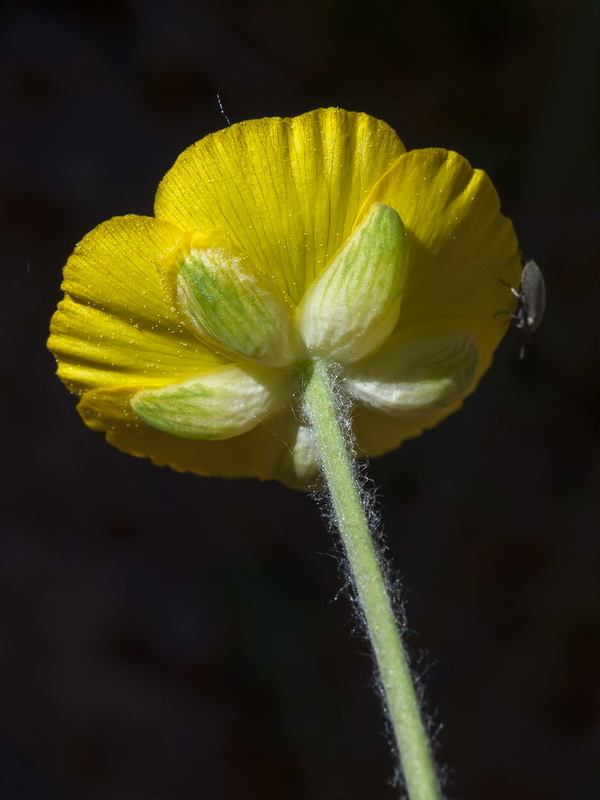 Ranunculus gramineus.22