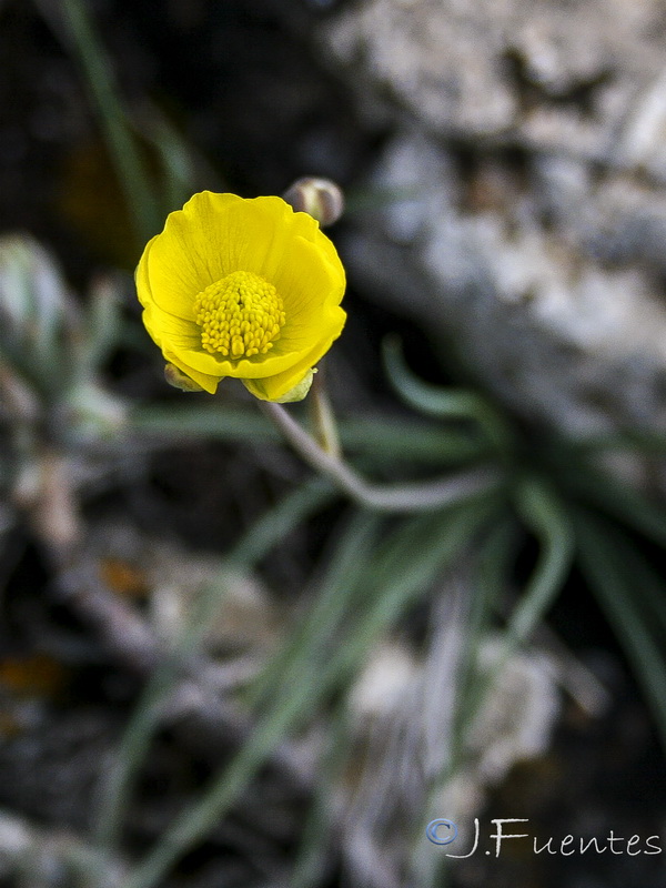 Ranunculus gramineus.24