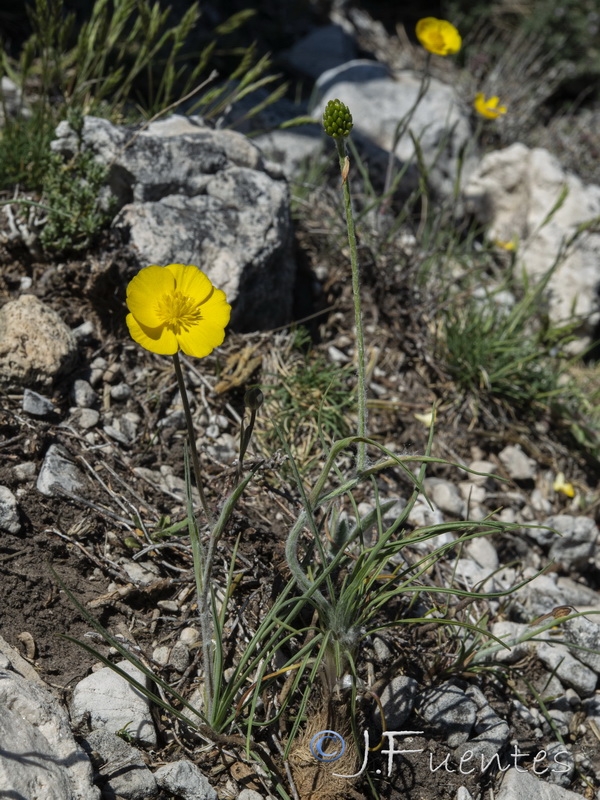 Ranunculus gramineus.25