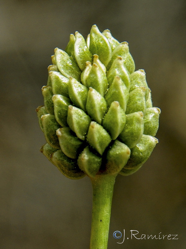 Ranunculus gramineus.24