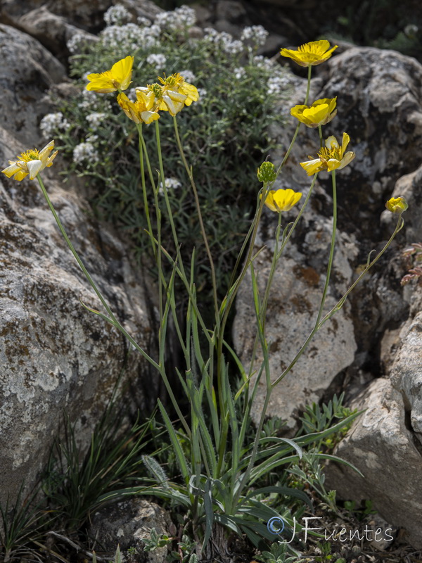 Ranunculus gramineus.34