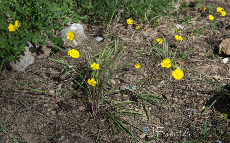 Ranunculus gramineus.35