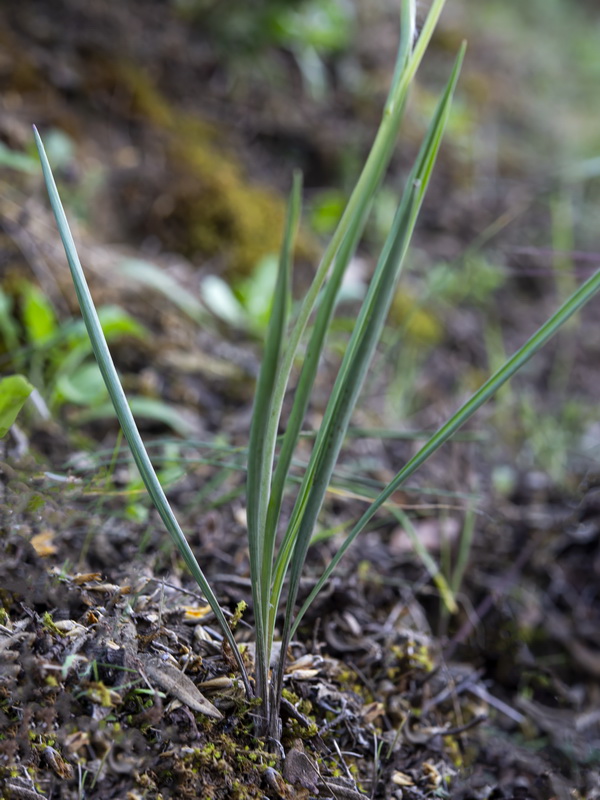 Ranunculus gramineus.36