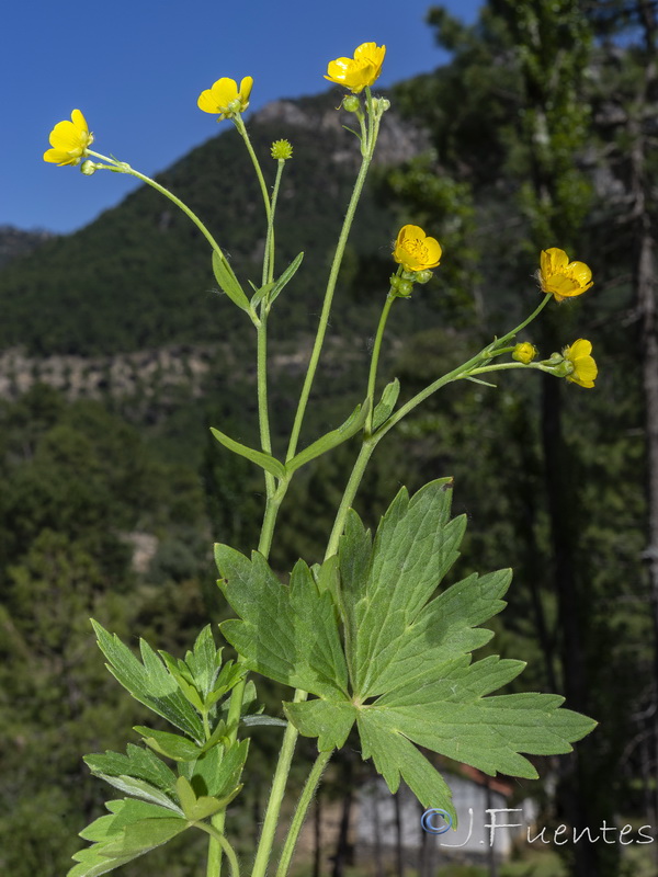 Ranunculus granatensis.06