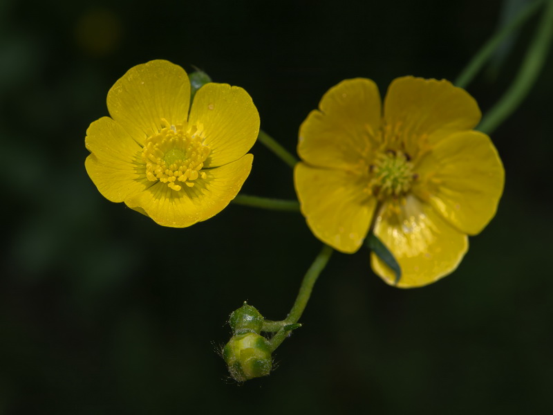 Ranunculus granatensis.07c
