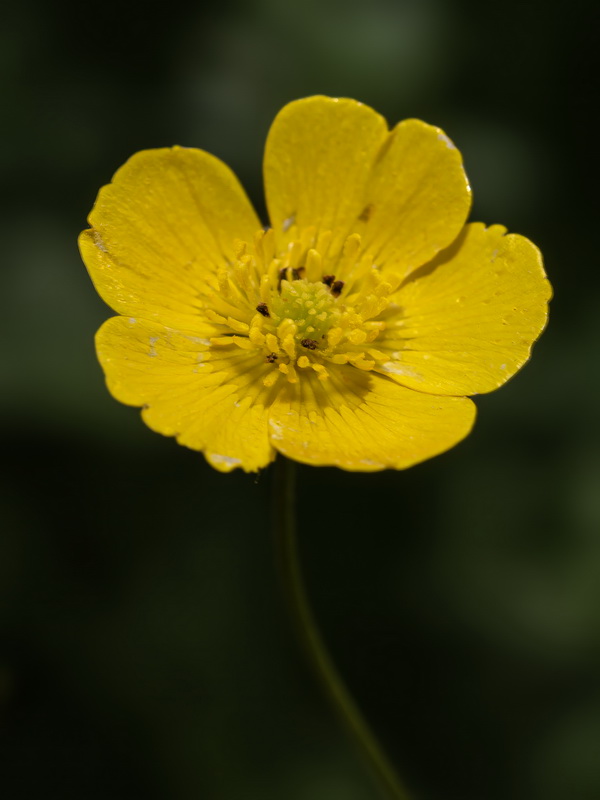 Ranunculus granatensis.07d