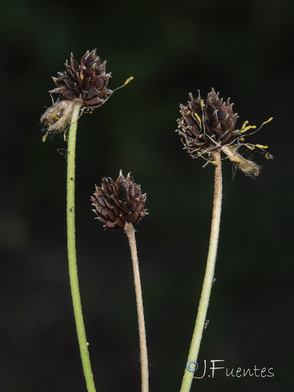 Ranunculus granatensis.07f