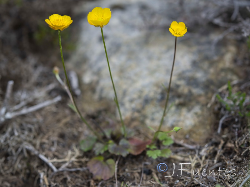 Ranunculus gregarius.01