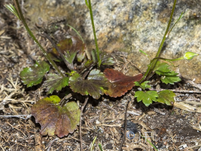 Ranunculus gregarius.02