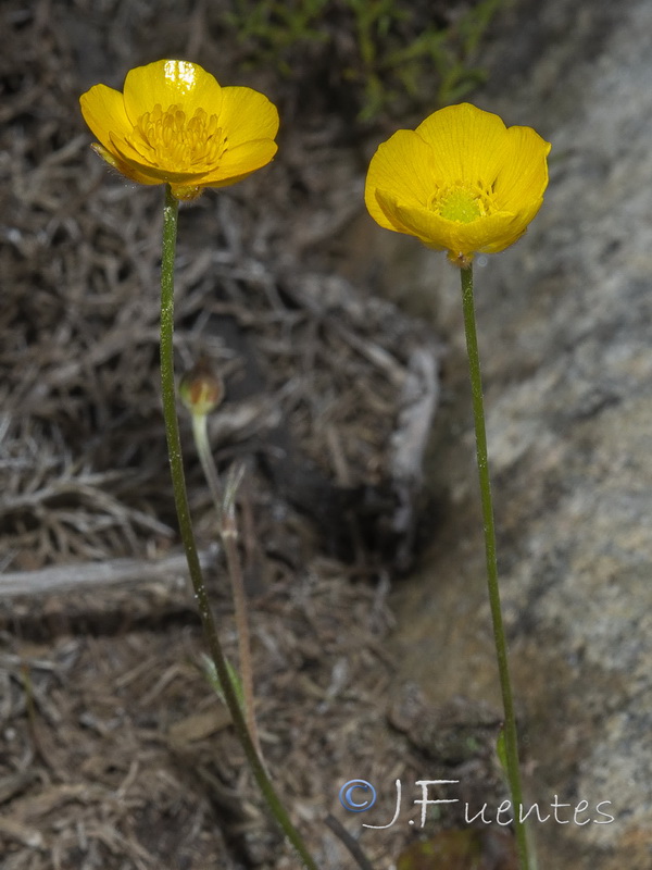 Ranunculus gregarius.03