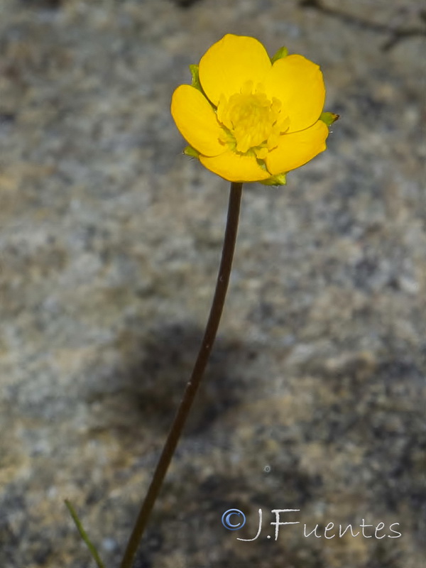 Ranunculus gregarius.04