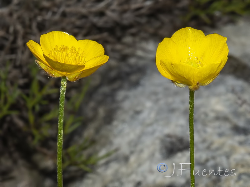 Ranunculus gregarius.05