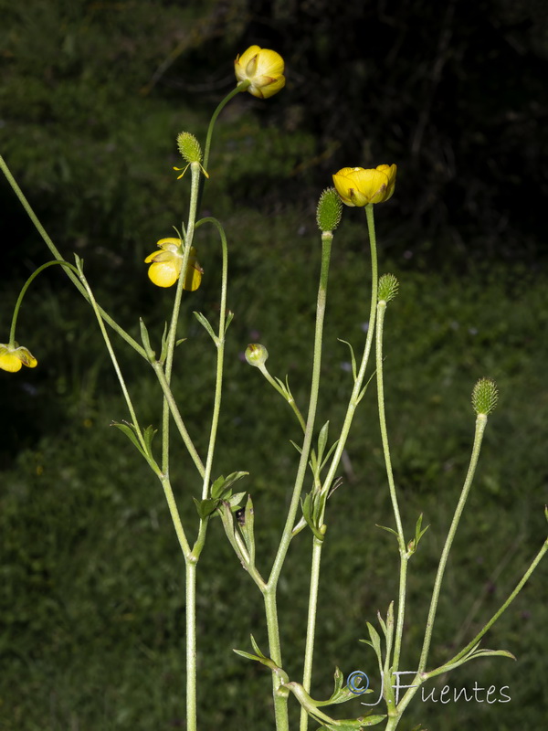 Ranunculus gregarius.08
