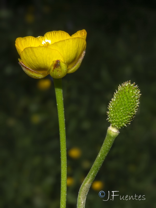 Ranunculus gregarius.09