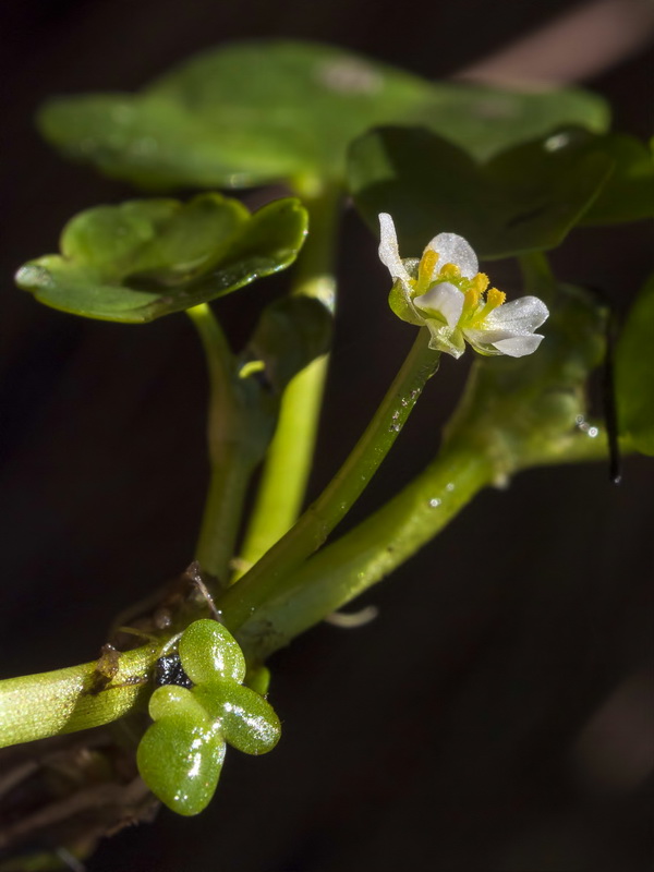 Ranunculus hederaceus hederaceus.15