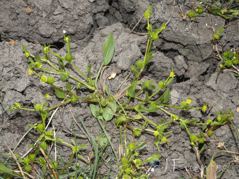 Ranunculus lateriflorus.01