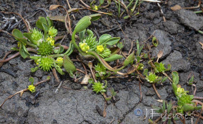 Ranunculus lateriflorus.02