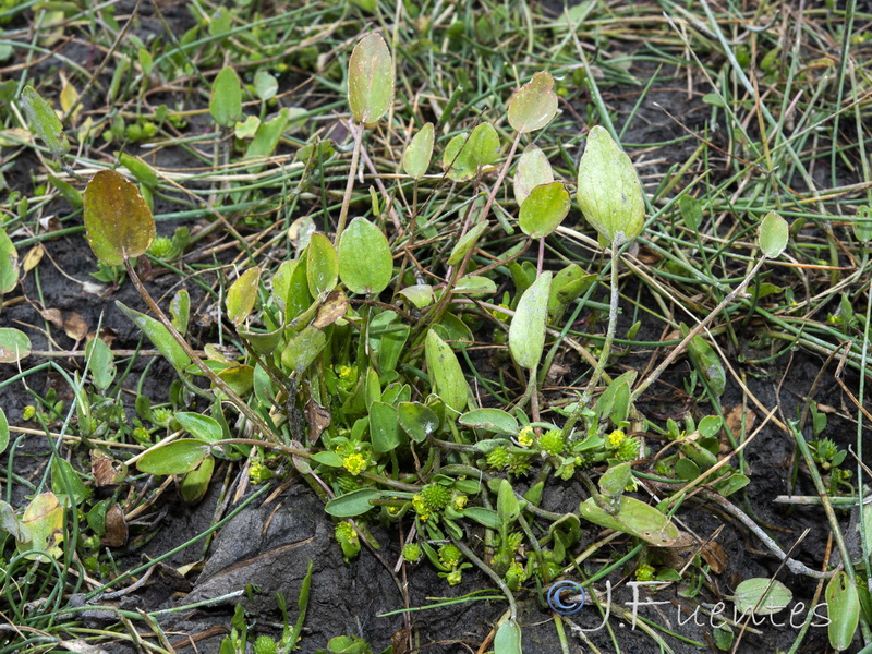 Ranunculus lateriflorus.03