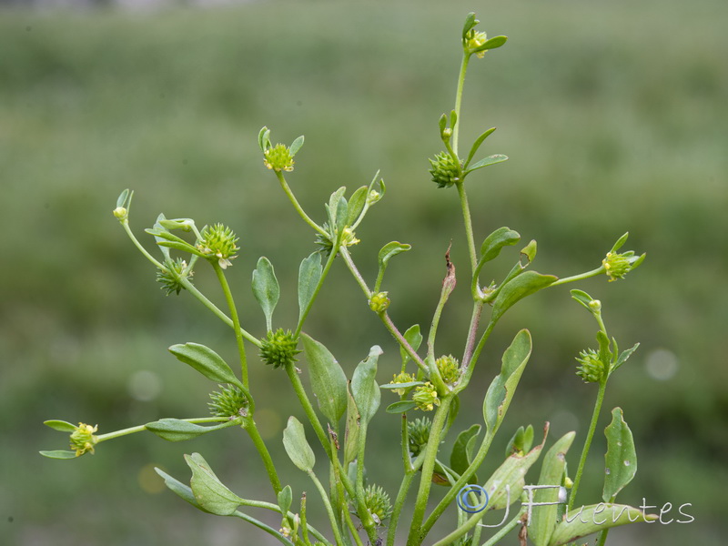 Ranunculus lateriflorus.05