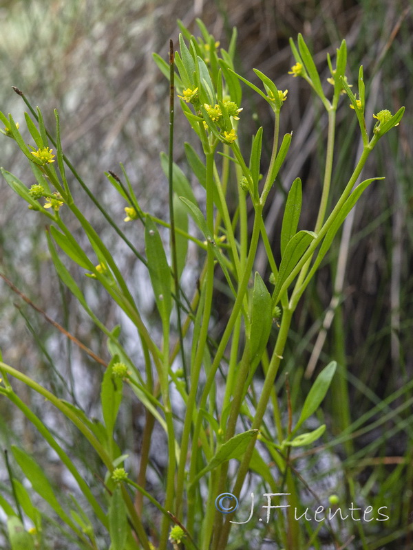Ranunculus longipes.02