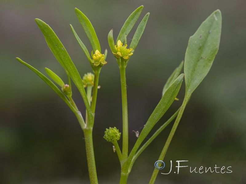Ranunculus longipes.03