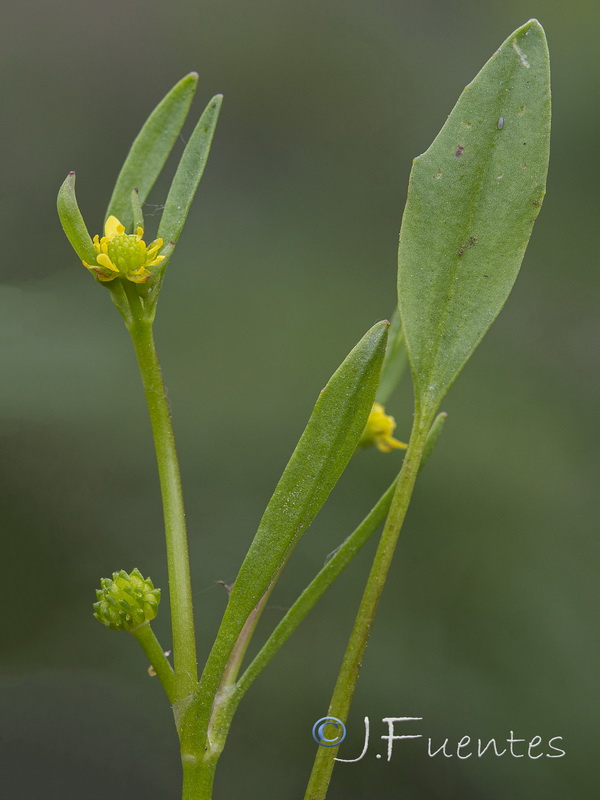 Ranunculus longipes.04
