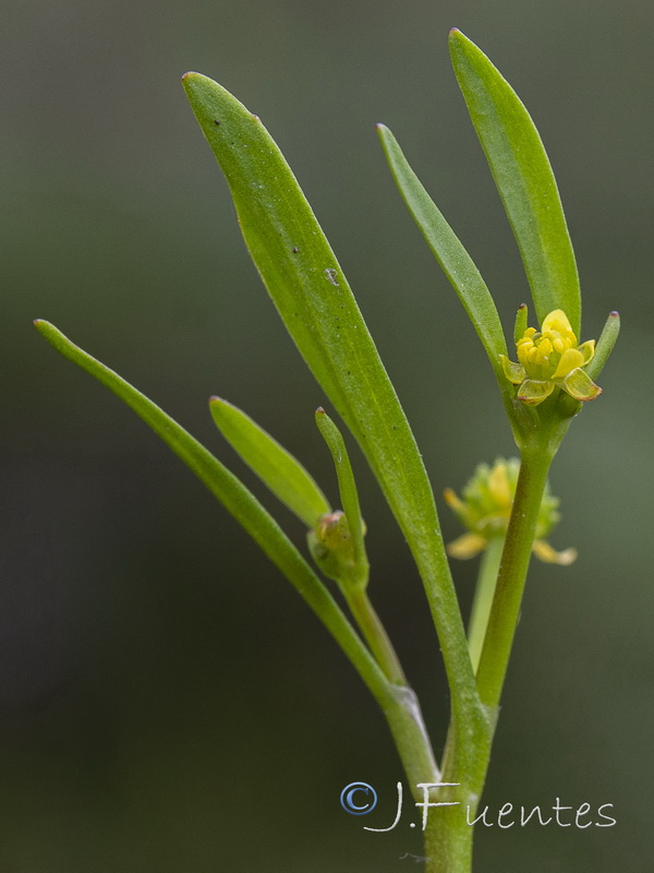Ranunculus longipes.06