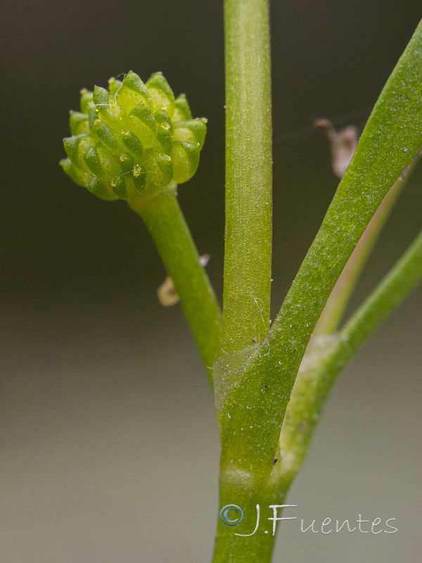 Ranunculus longipes.07
