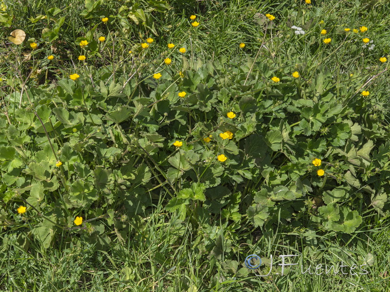 Ranunculus macrophyllus.01