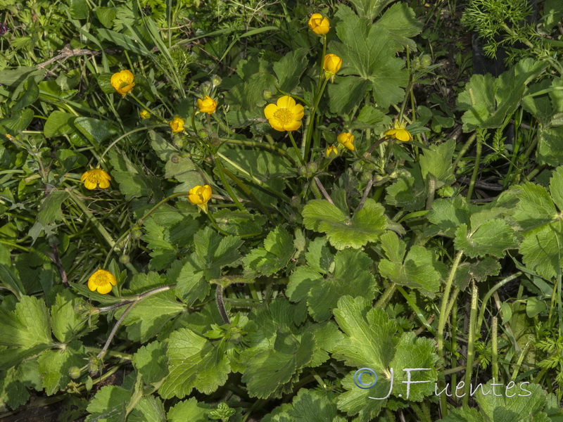 Ranunculus macrophyllus.02