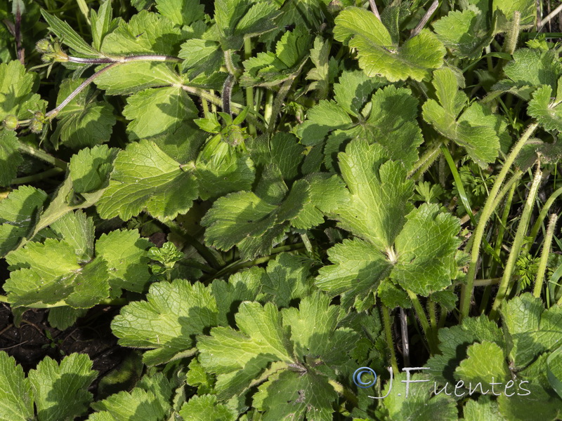 Ranunculus macrophyllus.03