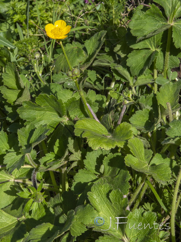 Ranunculus macrophyllus.04