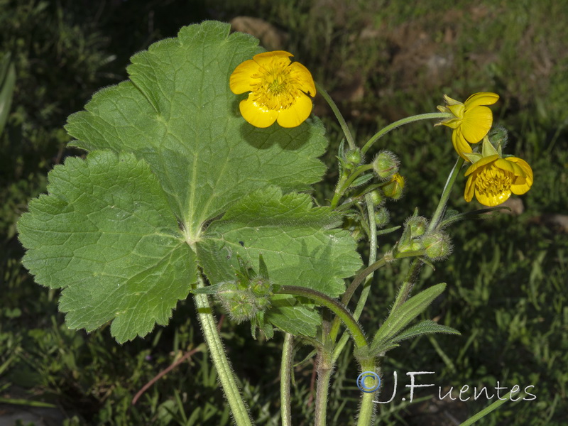 Ranunculus macrophyllus.05