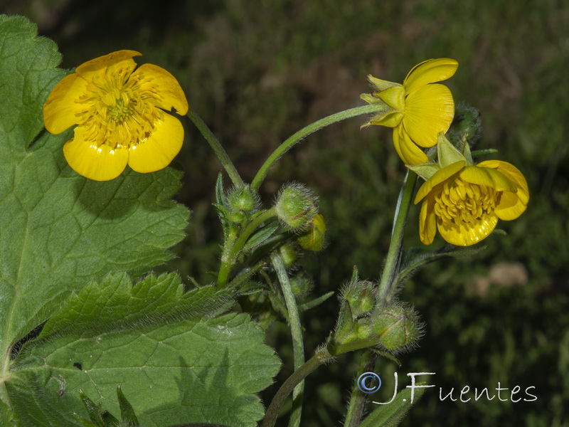 Ranunculus macrophyllus.06