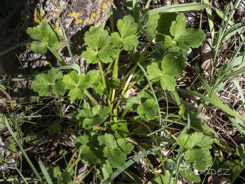 Ranunculus macrophyllus.07