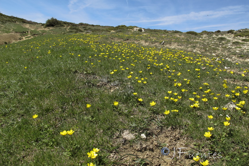 Ranunculus malessanus.01