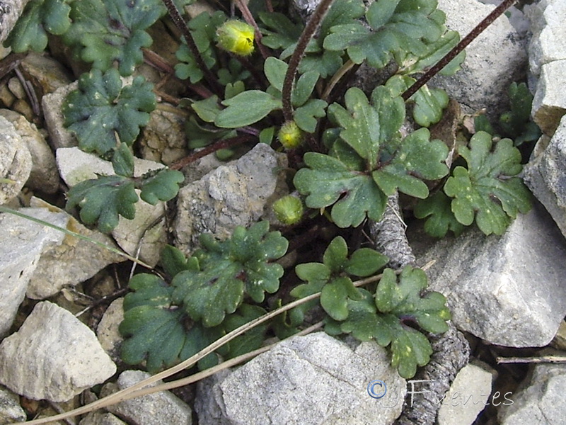 Ranunculus malessanus.02