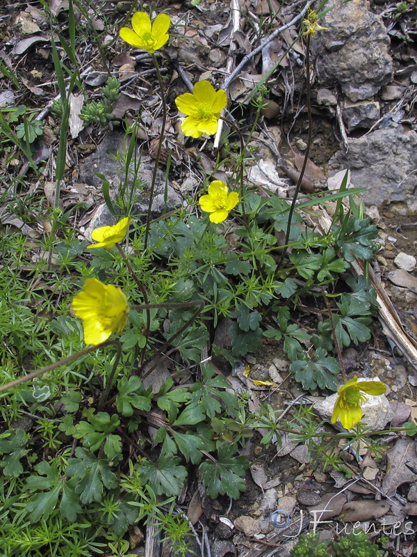 Ranunculus malessanus.03