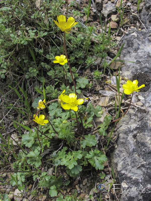 Ranunculus malessanus.04