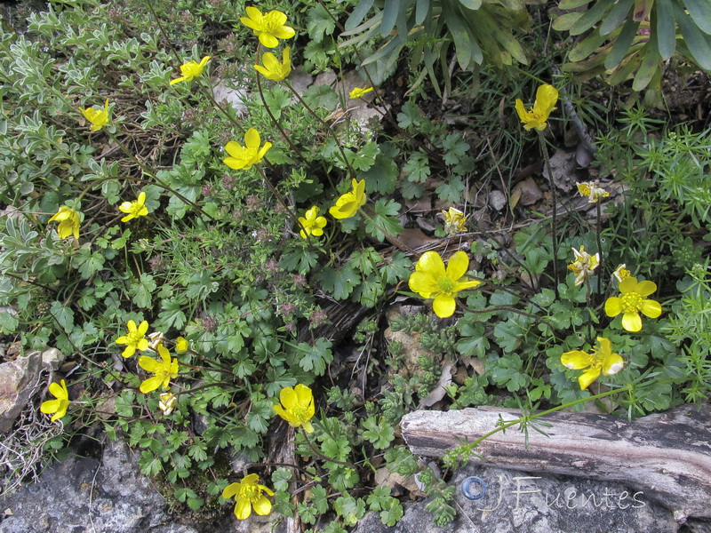 Ranunculus malessanus.05