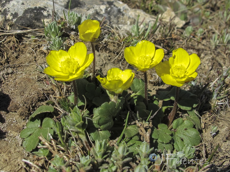 Ranunculus malessanus.06