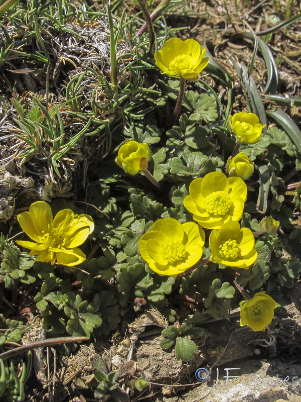 Ranunculus malessanus.07