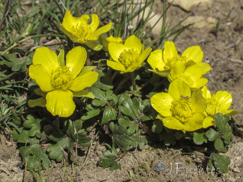 Ranunculus malessanus.08