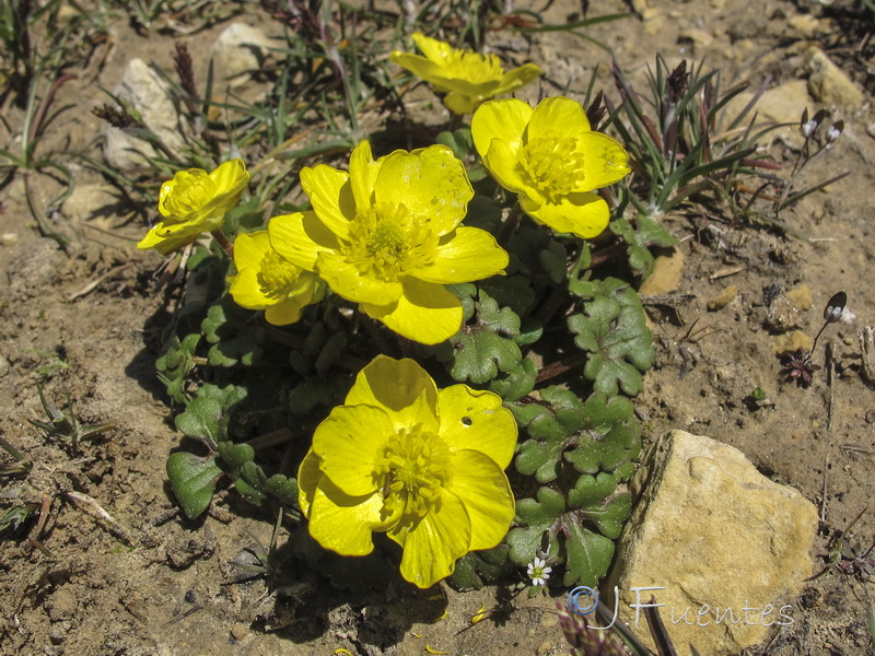 Ranunculus malessanus.09