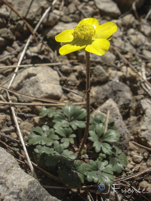 Ranunculus malessanus.10