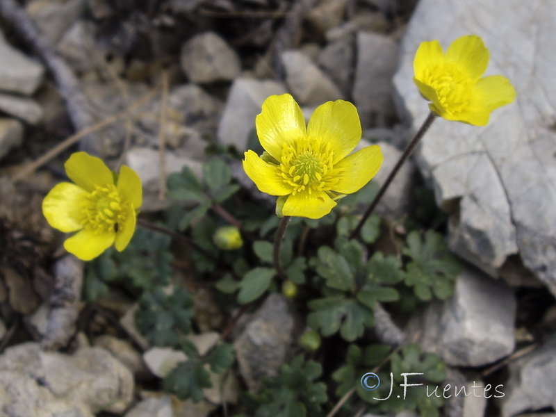 Ranunculus malessanus.11