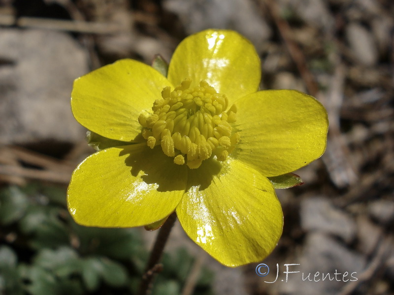 Ranunculus malessanus.12